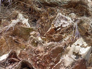 The structure of the bark of a palm tree. Southern tree bark. The protective cover of the palm tree.