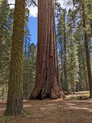 trees in the forest