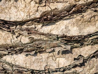 The structure of the bark of a palm tree. Southern tree bark. The protective cover of the palm tree.  Shaggy palm trunk