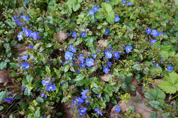 Veronica chamaedrys (Germander Speedwell) is a common, hardy turf so-called weed when it invades turf and lawns.