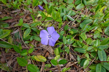 Vinca minor vines have a low sprawling habit, typically growing 3 to 6 inches in height and 18 inches in length.