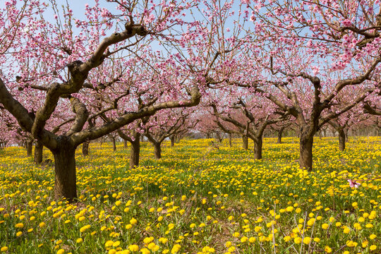 Bl&uuml;hende Pfirsichb&auml;ume (Prunus persica), S&uuml;dpfalz