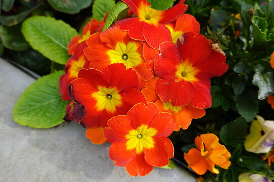 A reliable bloomer, Primula 'Crescendo Bright Red' (Polyanthus Primrose) is a semi-evergreen or evergreen perennial producing umbels of bright red flowers adorned with a bright yellow heart.
