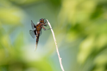 Male broad bodied chaser rests on a branch through a gap in the leaves. Beautiful insect portrait.