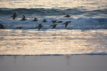 seagulls on the beach