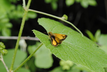 Orange and black folded wing skipper butterfly resting on a bright green leaf close up macro...