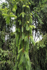 Spruce tree evergreen needles close up with bright green new growth macro 