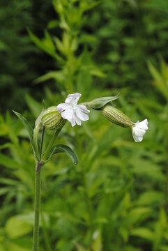 Silene latifolia subsp. alba (formerly Melandrium album). Common name white campion, white flower macro isolated close up