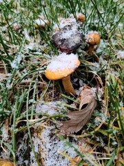 mushroom in the forest