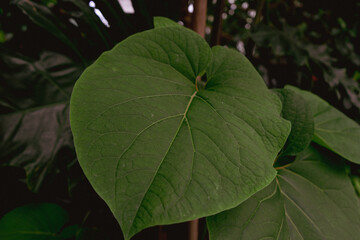 Tropisches Pflanzenblatt im botanischen Garten