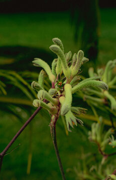 Känguru Pfote - Anigozanthos Flavidus