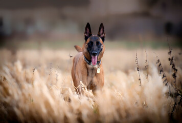 Autumn portrait of belgian shepherd malinois running on dry grass