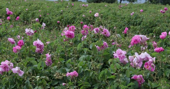pink rose farming field at harvest time