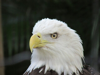 American eagle