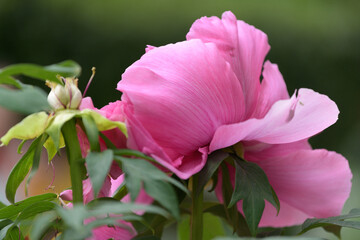 The tree peony blooming flowers.