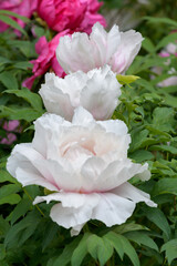 The tree peony blooming flowers.
