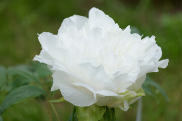 The tree peony blooming flowers.