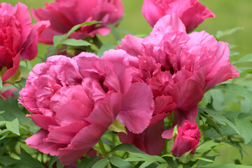 The tree peony blooming flowers.