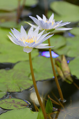 Water lily in bloom