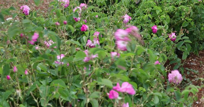 pink rose farming field at harvest time