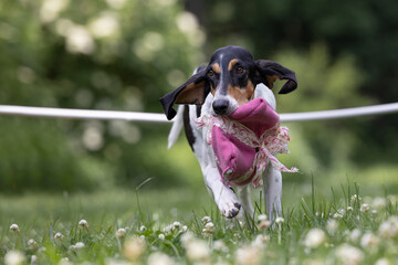 Ariegeois dog carrying a pink pillow through an agility course on grass with clover blossoms.