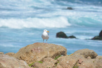 Birds on the beach