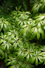 green leaves background