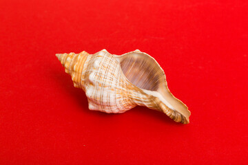 Beach seashells on colored background. Mock up with copy space