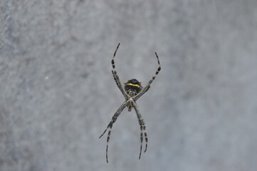 araña 