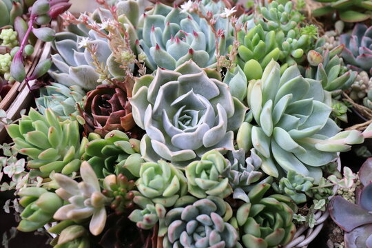 ビアホップ の画像 6 件の Stock 写真 ベクターおよびビデオ Adobe Stock ビアホップ の画像 6 件の Stock 写真 ベクターおよびビデオ Adobe Stock