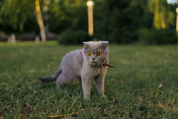 Serious scared Grey Scottish-fold shorthair fluffy cat on leash with orange eyes walking on green...