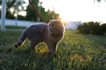 Serious scared Grey Scottish-fold shorthair fluffy cat on leash with orange eyes walking on green...