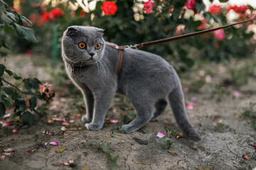 Serious scared Grey Scottish-fold shorthair fluffy cat on leash with orange eyes walking on green grass in evening sunlight. Warm photo toning. Pets care. World cat day.  Walk the cat in park, garden