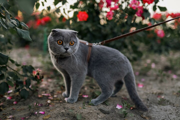 Serious scared Grey Scottish-fold shorthair fluffy cat on leash with orange eyes walking on green...