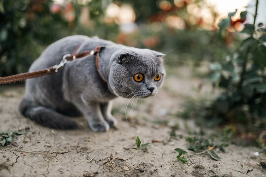 Serious scared Grey Scottish-fold shorthair fluffy cat on leash with orange eyes walking on green grass in evening sunlight. Warm photo toning. Pets care. World cat day.  Walk the cat in park, garden