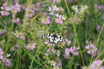 Marbled White on variegated Crown Vetch