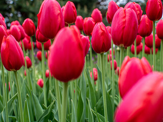 Obraz premium Field of Red Tulips