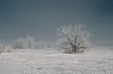 Obraz na płótnie Canvas A tree in a snow-covered field