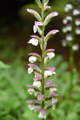 アカンサスモリス