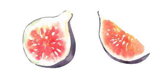 Watercolor autumn thanksgiving rustic fig single lfruit vegetable element isolated.Fall rustic flowers for wedding stationery, nursery decor, thanksgiving card, save the date, baby shower, diy element