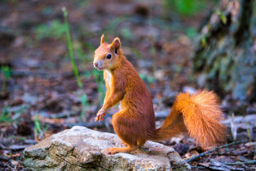 red squirrel in the forest