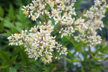 Fototapeta premium 南天の花 