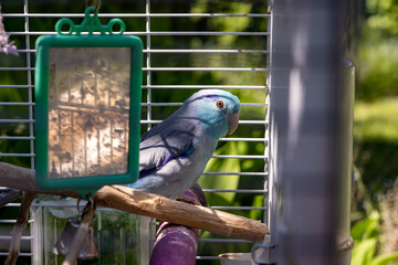 Blue Pacific parrotlet Forpus coelestis single parrot bird pet in a white cage with a mirror, outdoors, summer garden