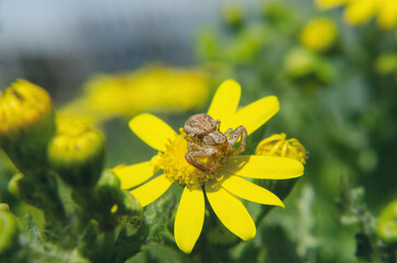 A spider on a yellow flower under the summer sun