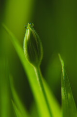 Flower bud with dew drops