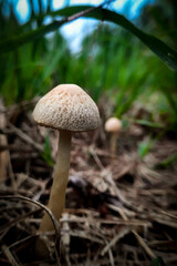 mushroom in the forest