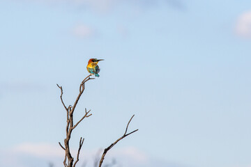 Bee eater bird flying with open wings