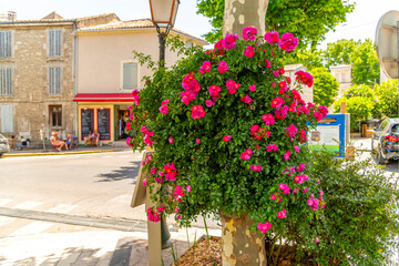 Fototapeta na wymiar A colorful pink flowering plant at a corner intersection in the Provencal town of Saint-Remy-de-Provence, France.