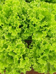 green lettuce leaves