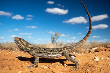 Australian Central Bearded Dragon (Pogona vitticeps)